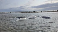Conservation officers protect beached belugas in Churchill, Man., until tide returns