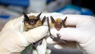 Bat tests positive for rabies in Mississauga, prompting reminder not to touch wild animals