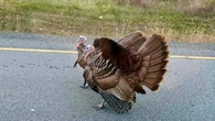 Turkeys get chased off busy roads in St. Catharines, Ont., after sightings prompt safety concerns