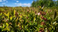 Blueberries, bees feeling the impact of P.E.I.'s cold, wet spring