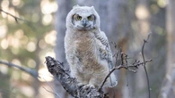 Young owls in Calgary at risk of 'unethical' photography practices