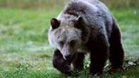 Man punches grizzly in face during bear attack in northern B.C.