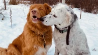 Dawson Creek abandoning animal control services including dog licencing and noise complaints