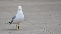 Fort Smith herring gull found with bird flu