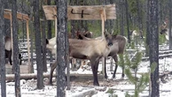 B.C. biologist disciplined for 'hunting' caribou after shooting clips to collect hair for DNA samples