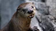 You ‘otter’ meet Lawrence, the 1st otter pup born at this Montreal zoo in 30 years