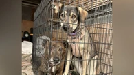 Groups in La Ronge racing to rescue as many animals as they can after wildfires force evacuation