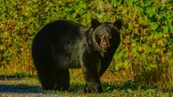 Be bear aware, as reported sightings on Newfoundland's Avalon Peninsula are rising