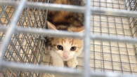 Cat Action Team in need of volunteers, funding to continue spay and neuter efforts