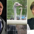 Dr. Oz, Red Apple billionaire John Catsimatidis, offer to take B.C. ostriches ordered killed due to avian flu