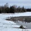 Canada geese found dead in eastern P.E.I. had avian flu, preliminary results show