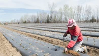 Canada's temporary migrant workers deskilled, living in precarity, study says