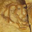 Rare fossil specimen offers evidence of social behaviour among ancient snakes