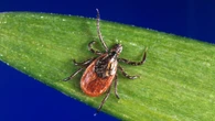 Lyme disease continues to rise in Quebec and climate change is partially to blame