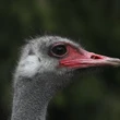 The ostrich con: Arguments to save birds from cull in B.C. were based on falsehoods, evidence shows