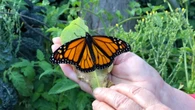 'Alarmingly low' monarch butterfly population calls for international conservation strategy: Guelph professor