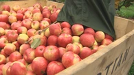 'Tiny' giants: Why Nova Scotia Honeycrisp apples appear smaller right now
