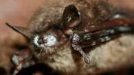 After years of a brutal killer fungus, bats in N.B. are showing signs of resilience