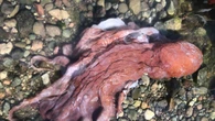 Rare 'septopus' believed to have been found on shore of B.C.'s Pender Island
