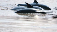 Annapolis Valley community gathers to help pod of dolphins trapped in mud