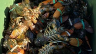 Lower quality in winter lobster harvest concerning some in N.S. industry