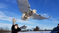 Snowy owl labelled threatened by expert group — and humans are primarily to blame