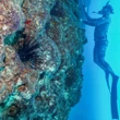 Oceans dangerously acidic from carbon emissions, report warns