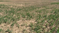 Farmers and ranchers in southeastern Alberta contending with bone-dry summer