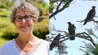 Meet 'Nana's boys': 3 bald eagles who live on N.S. woman's roof