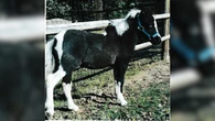 B.C. Supreme Court tosses Charter challenge filed by woman whose pony was seized