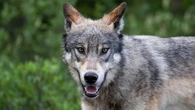 Alberta Parks 'closely monitoring' continued wolf sightings in Kananaskis