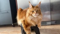 His cat died in a hunting trap. Despite petition, Quebec has no plans to tighten trapping rules