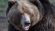 Grizzly bears, cougars, sheep and deer met without incident during G7, officials say