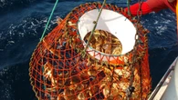 Snow crab price agreement leaves ‘both sides equally as unhappy,' says FFAW president
