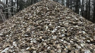 Oyster growers in P.E.I. seeing nearly 100% mortality rate as 2 diseases hurt industry