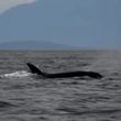 WATCH | #TheMoment an orca 'moonwalked' off the coast of West Vancouver