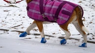 Dog walker bitten on the job can't sue because she 'owned' the pet at the time, Ontario's highest court rules