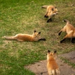 #TheMoment a family of foxes moved in under the porch