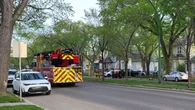 Bear tranquilized near downtown Regina