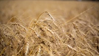 'Recovering farmer' advocates for mental health support in agriculture