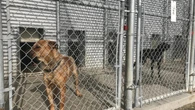 SPCA calls for stronger protection of animals under N.W.T. legislation