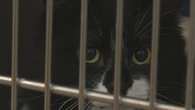 'Slightly later kitten season,' fewer adoptions leave P.E.I. Humane Society with lots of cats