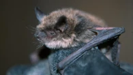 Bat tests positive for rabies in Chatham-Kent, prompting warning from health unit