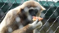Dairy-free cheese, please: Primates at Moncton zoo get pizza made by visitors