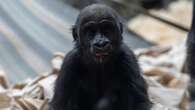 2-year-old western lowland gorilla Eyare dies at Calgary Zoo