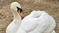 Harry’s swan song — the last St. John’s swan to live out rest of his life in N.S.