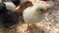 After more than 30 chicks went missing from Erin Fall Fair, mayor stepped in to keep exhibit open