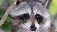'It sounds like a horror movie': Toronto woman fed up with raccoon infestation amid neighbouring reno
