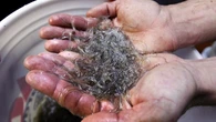 Man accused of assaulting conservation officer after elvers bust in downtown Dartmouth