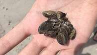 Parks Canada bans watercraft from Manitoba's Clear Lake for 2024 over zebra mussel concerns